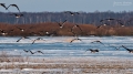 110_Biebrza - marzec 2013